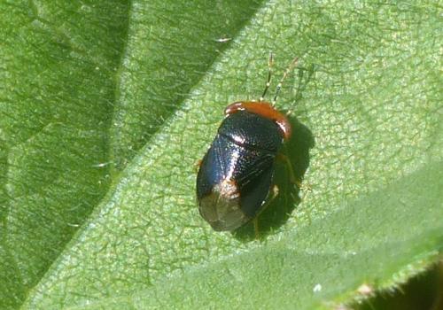 Geocoris erythrocephalus